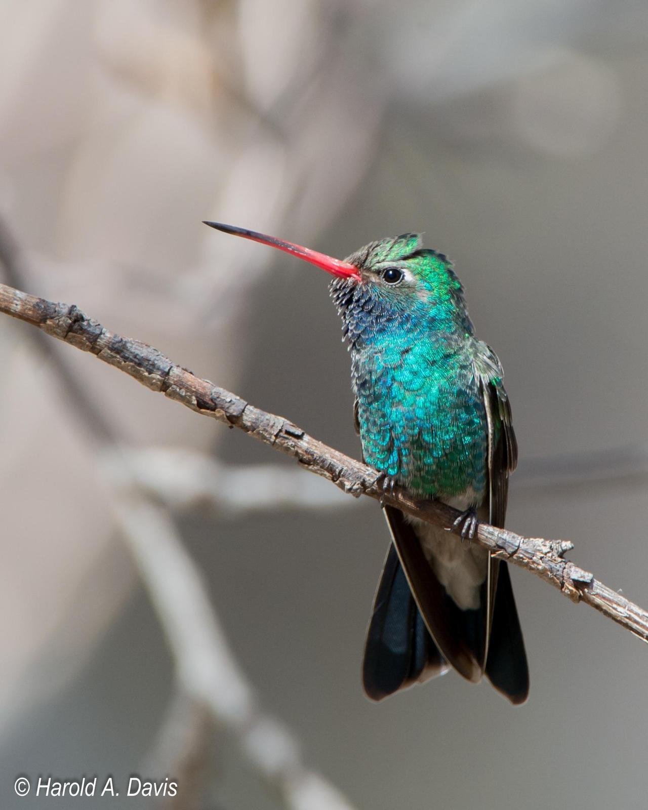 Broad-billed Hummingbird Photo by Harold Davis