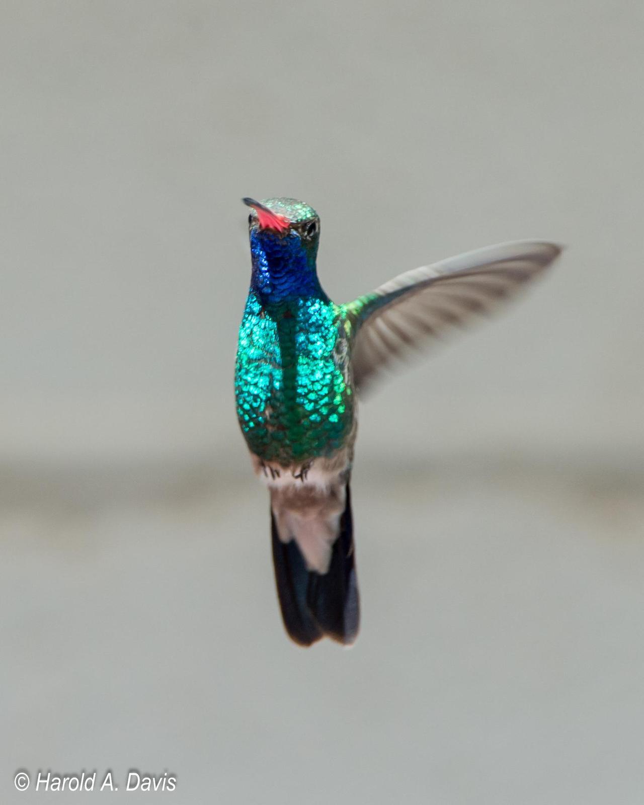 Broad-billed Hummingbird Photo by Harold Davis