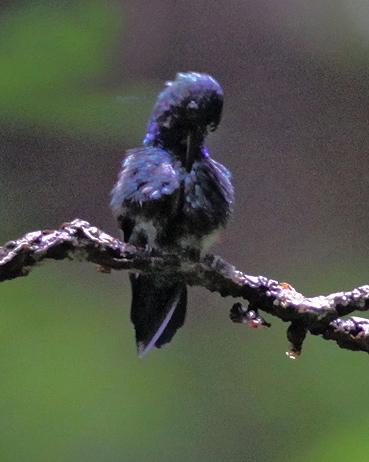 Blue-headed Hummingbird Photo by Stephen Daly