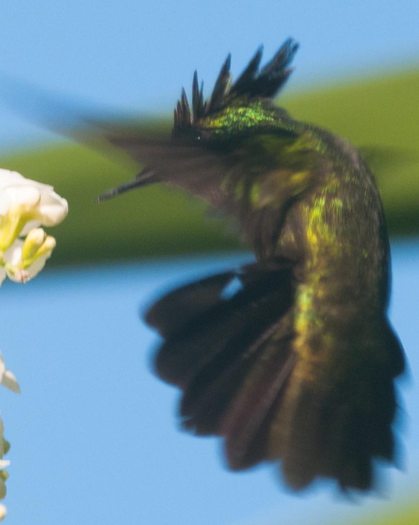 Antillean Crested Hummingbird Photo by Frantz Delcroix