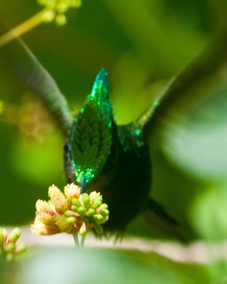 Antillean Crested Hummingbird Photo by Frantz Delcroix