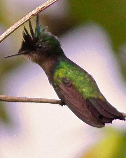 Antillean Crested Hummingbird Photo by Stephen Daly