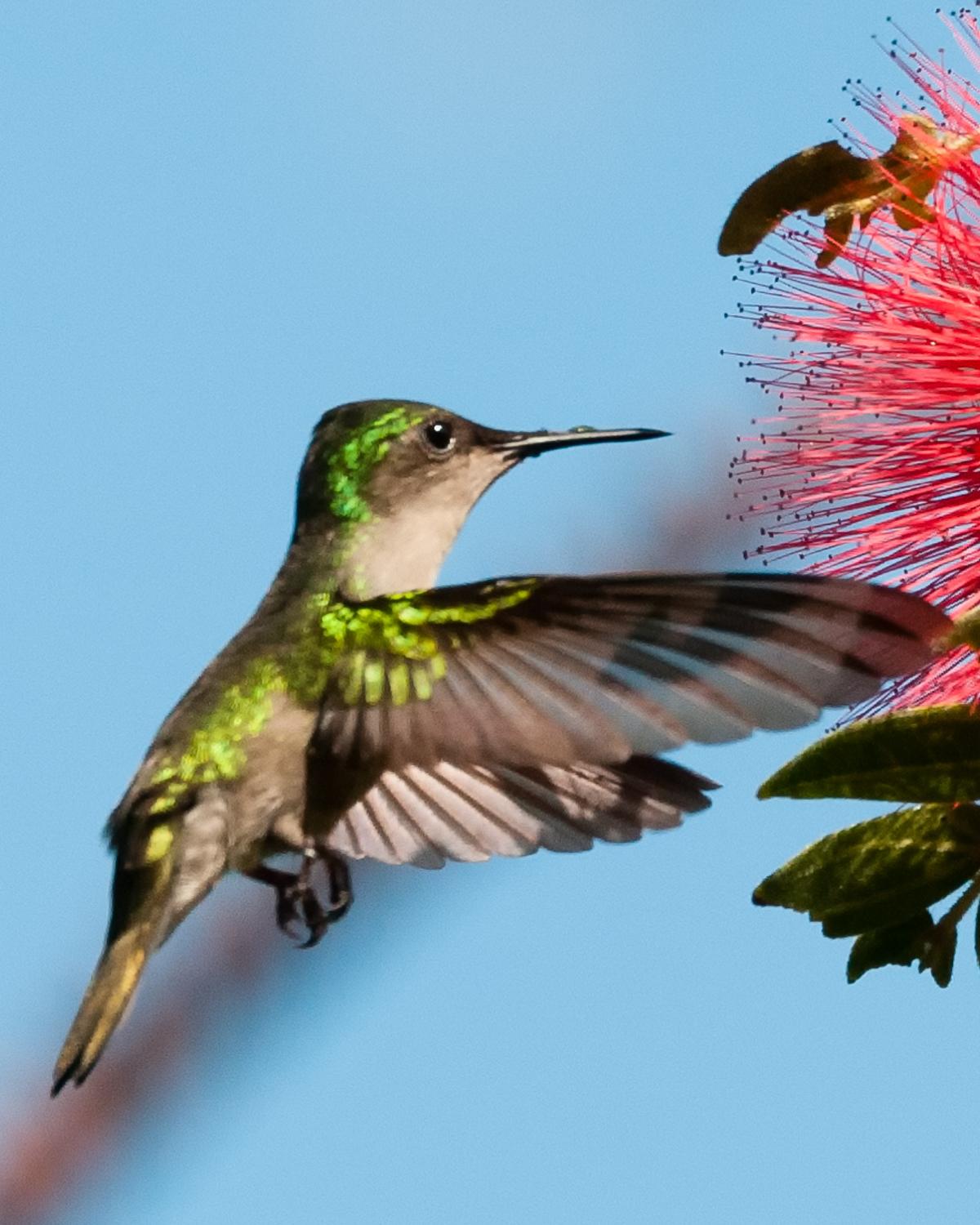 Antillean Crested Hummingbird Photo by Jon C. Sund