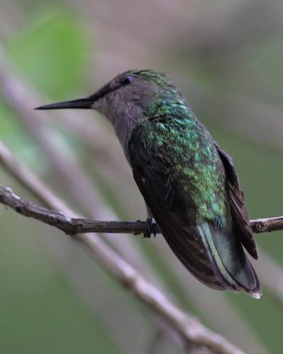 Antillean Crested Hummingbird Photo by Stephen Daly
