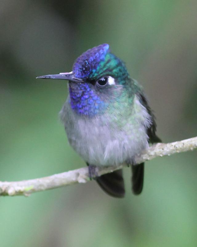 Violet-headed Hummingbird Photo by Cody Conway
