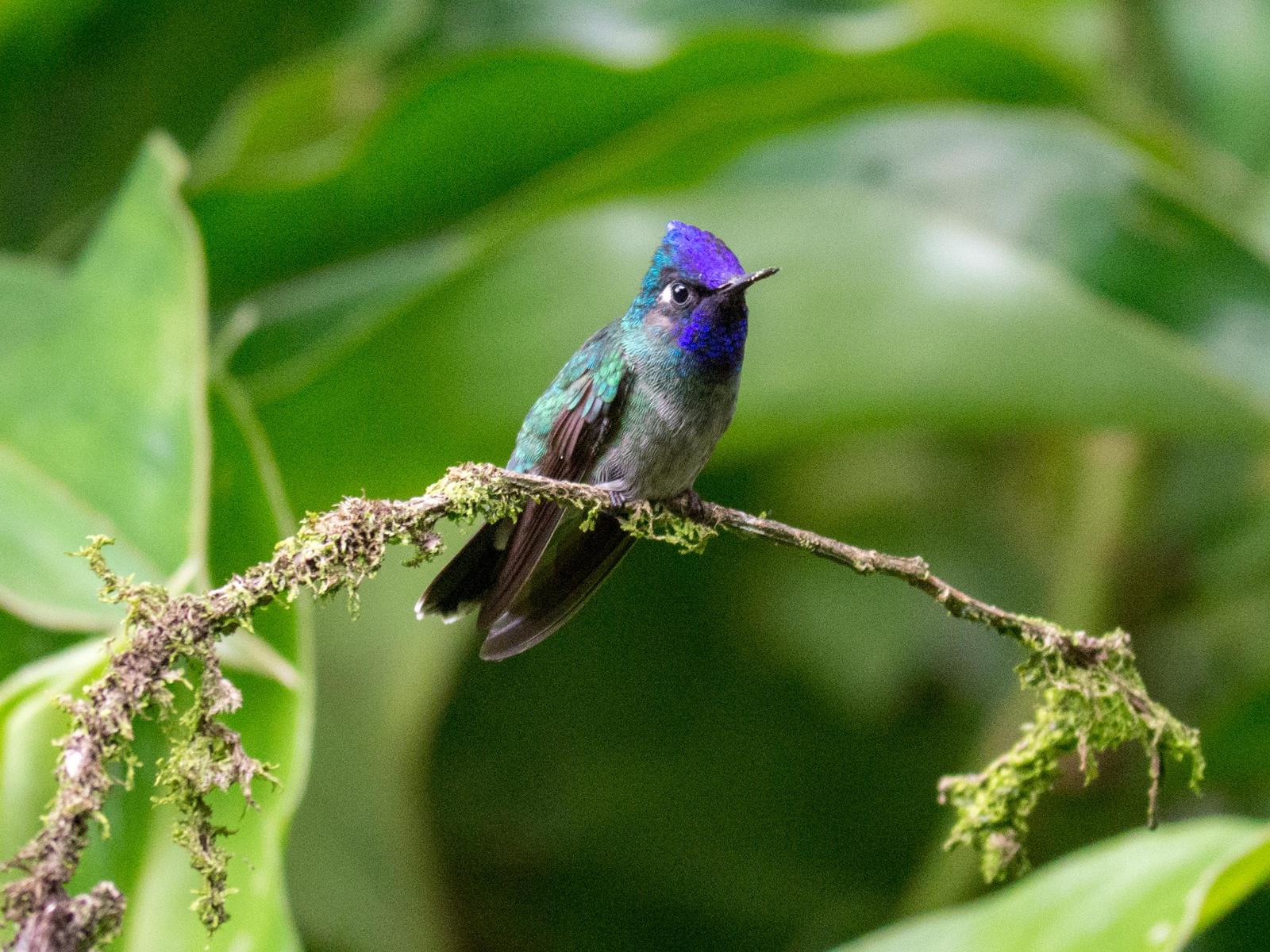 Violet-headed Hummingbird Photo by Randy Siebert