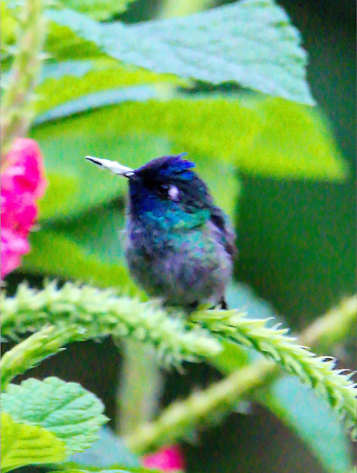 Violet-headed Hummingbird Photo by Dan Tallman