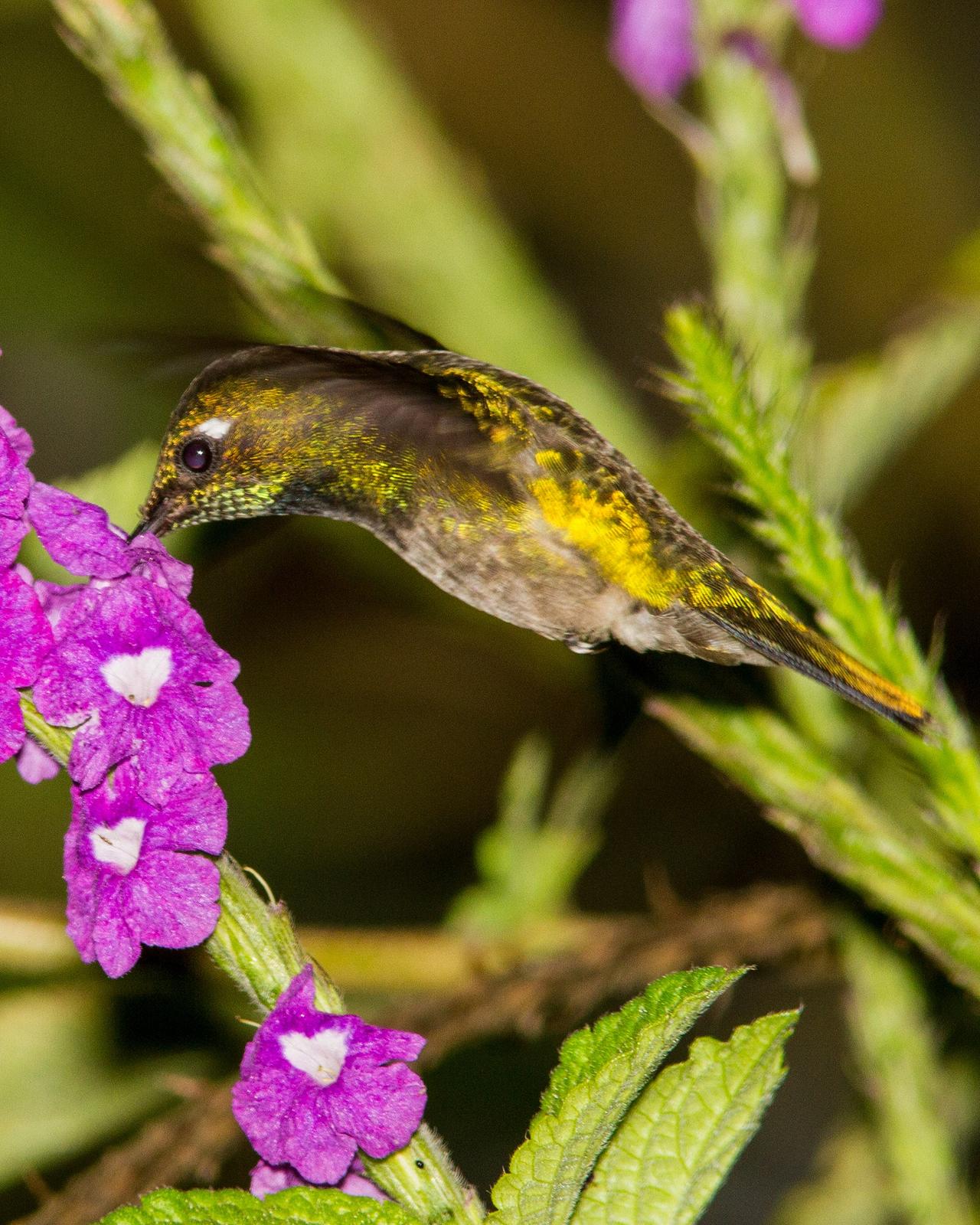 Emerald-chinned Hummingbird Photo by Dan Irizarry