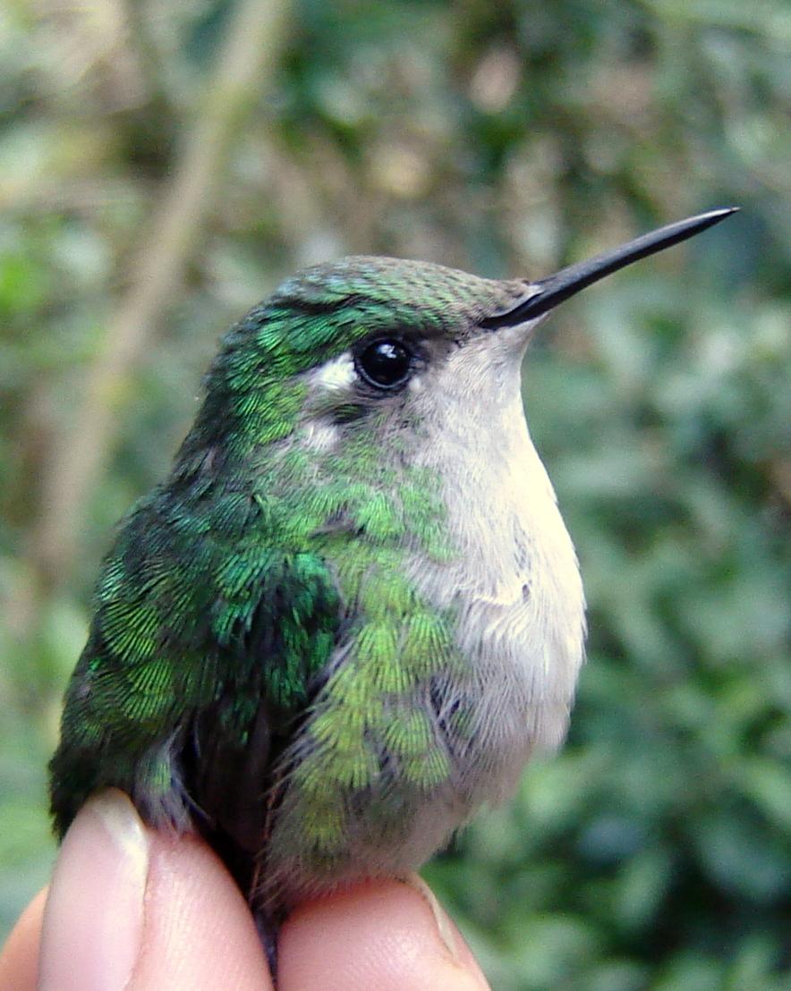 Emerald-chinned Hummingbird Photo by Roselvy Juárez