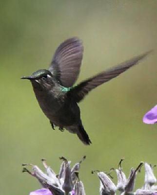Emerald-chinned Hummingbird Photo by Amy McAndrews