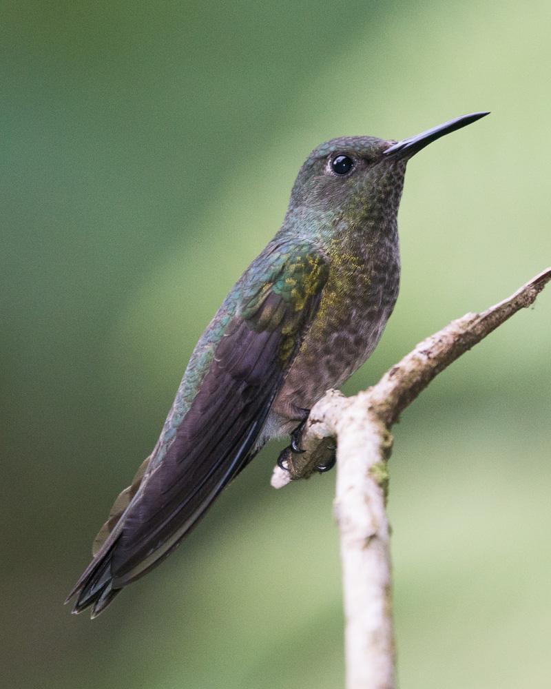 Scaly-breasted Hummingbird Photo by Chris Harrison