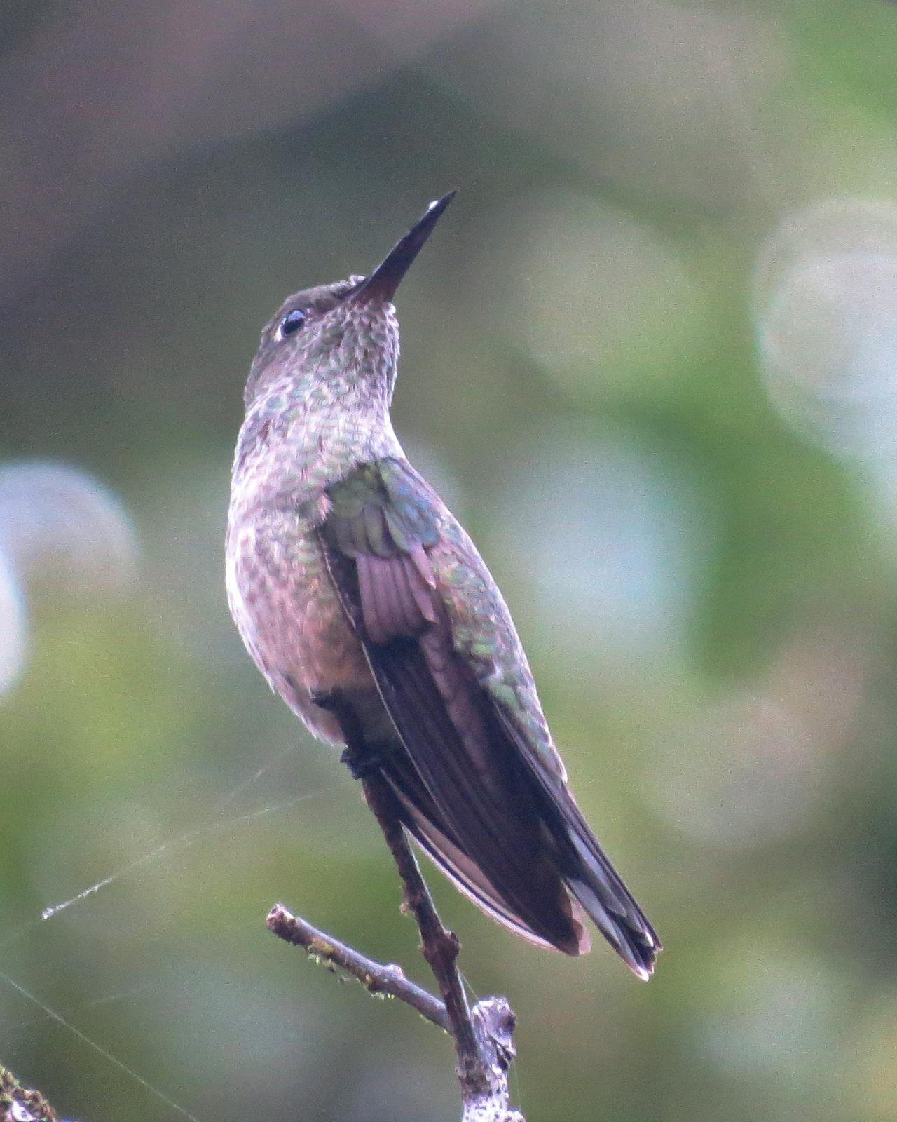 Scaly-breasted Hummingbird Photo by John van Dort