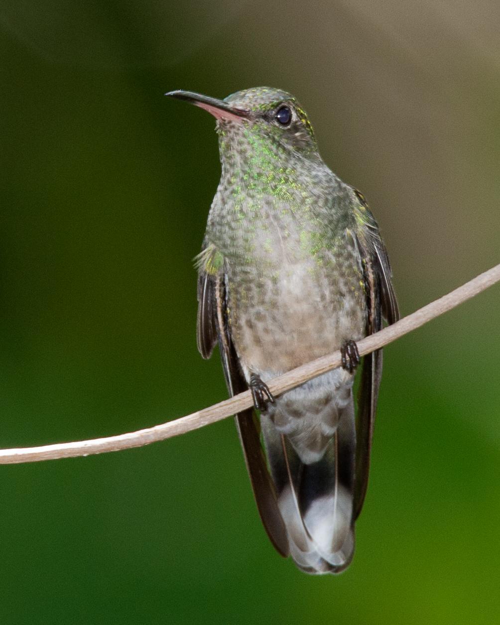Scaly-breasted Hummingbird Photo by Robert Lewis