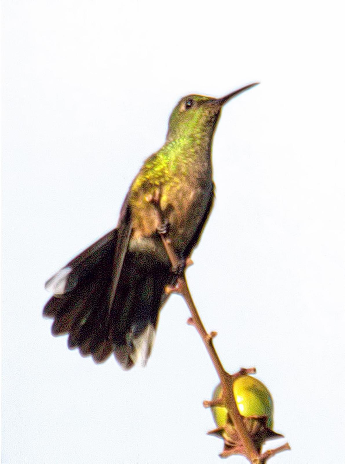 Scaly-breasted Hummingbird Photo by Dan Tallman