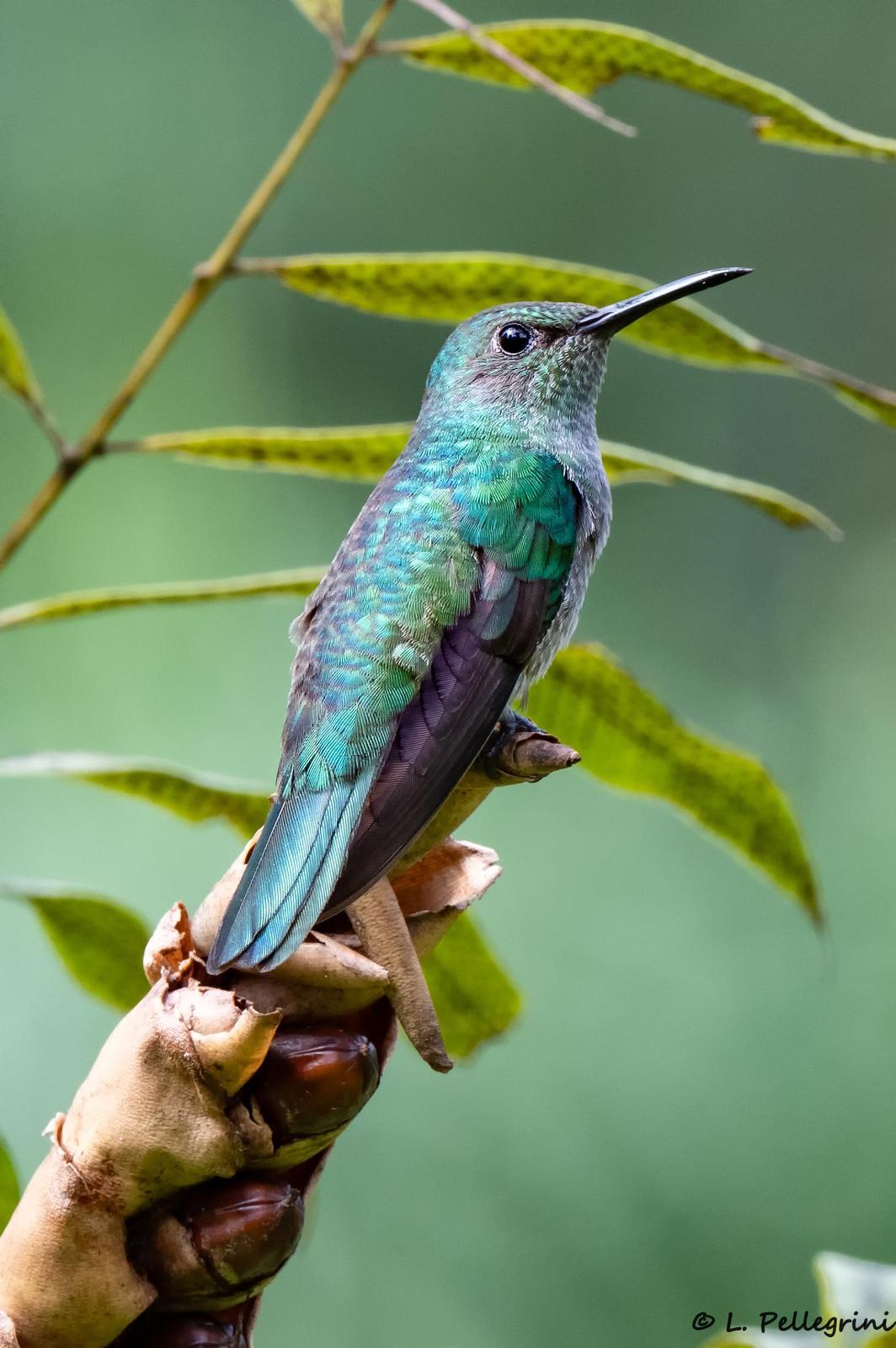 Scaly-breasted Hummingbird Photo by Laurence Pellegrini