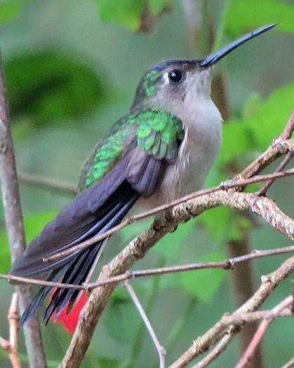 Wedge-tailed Sabrewing Photo by Sheridan Coffey