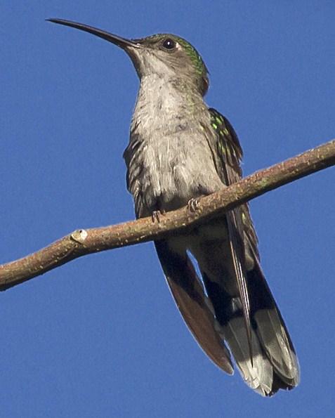 Gray-breasted Sabrewing Photo by Michel Giraud-Audine