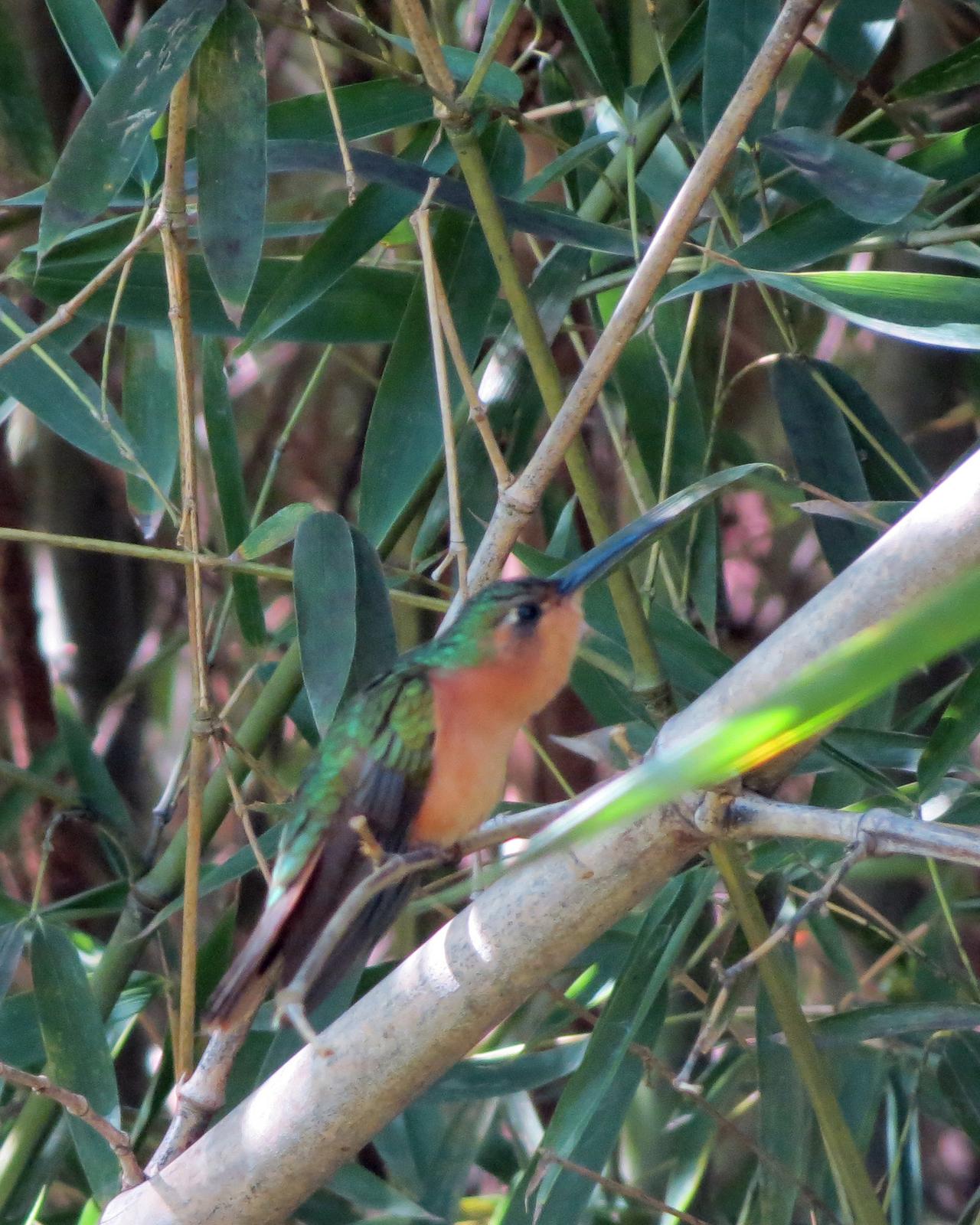 Rufous Sabrewing Photo by Anna E. Wittmer