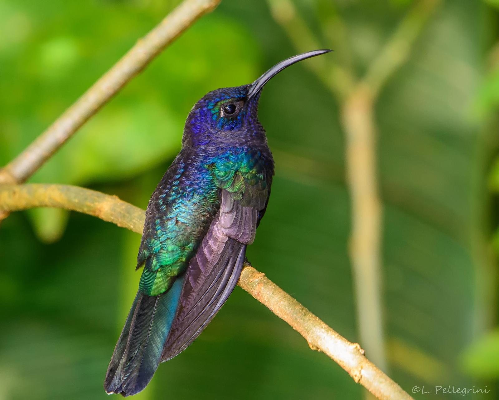 Violet Sabrewing Photo by Laurence Pellegrini