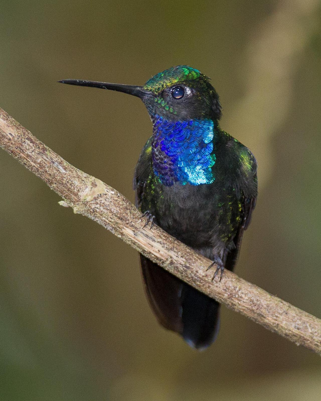 Napo Sabrewing Photo by Robert Lewis