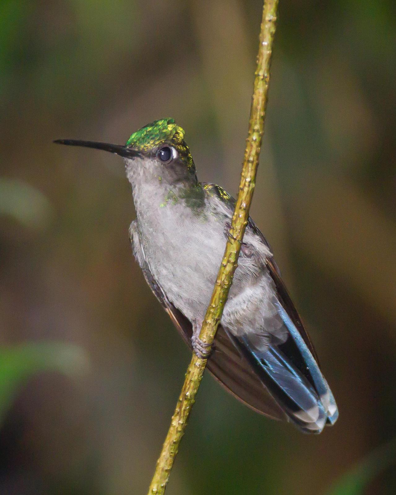 Napo Sabrewing Photo by Robert Lewis