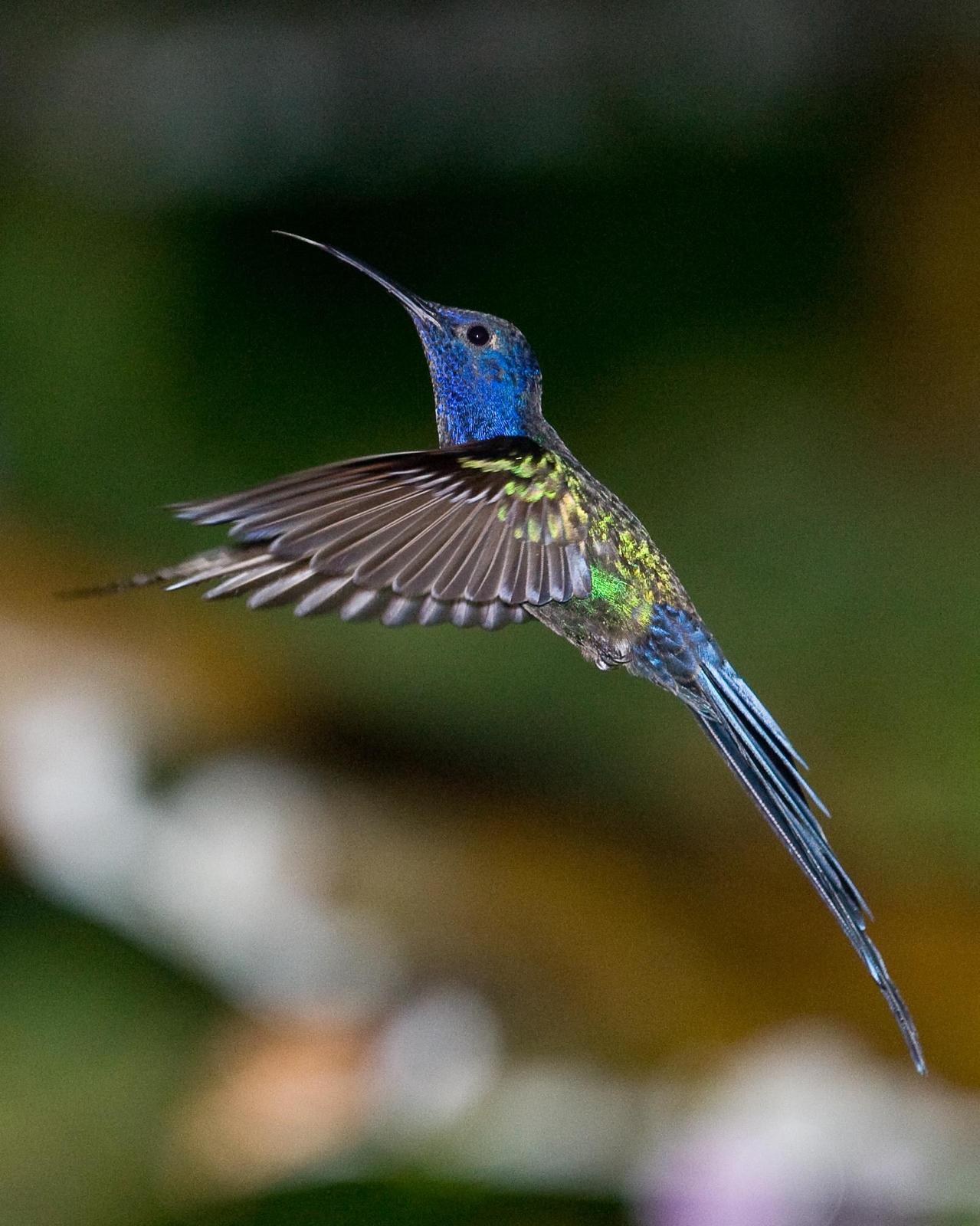 Swallow-tailed Hummingbird Photo by Robert Lewis