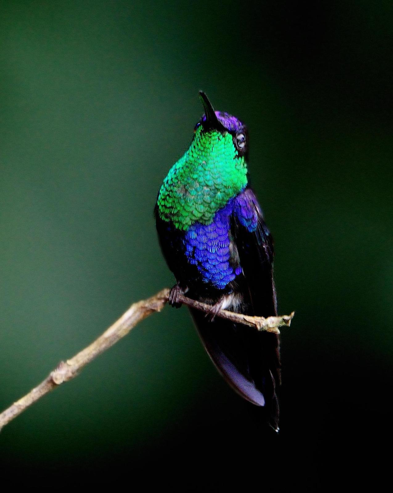 Crowned Woodnymph (Violet-crowned Woodnymph) Photo by Laurence Pellegrini