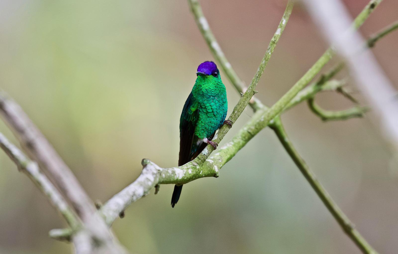 Violet-capped Woodnymph Photo by  