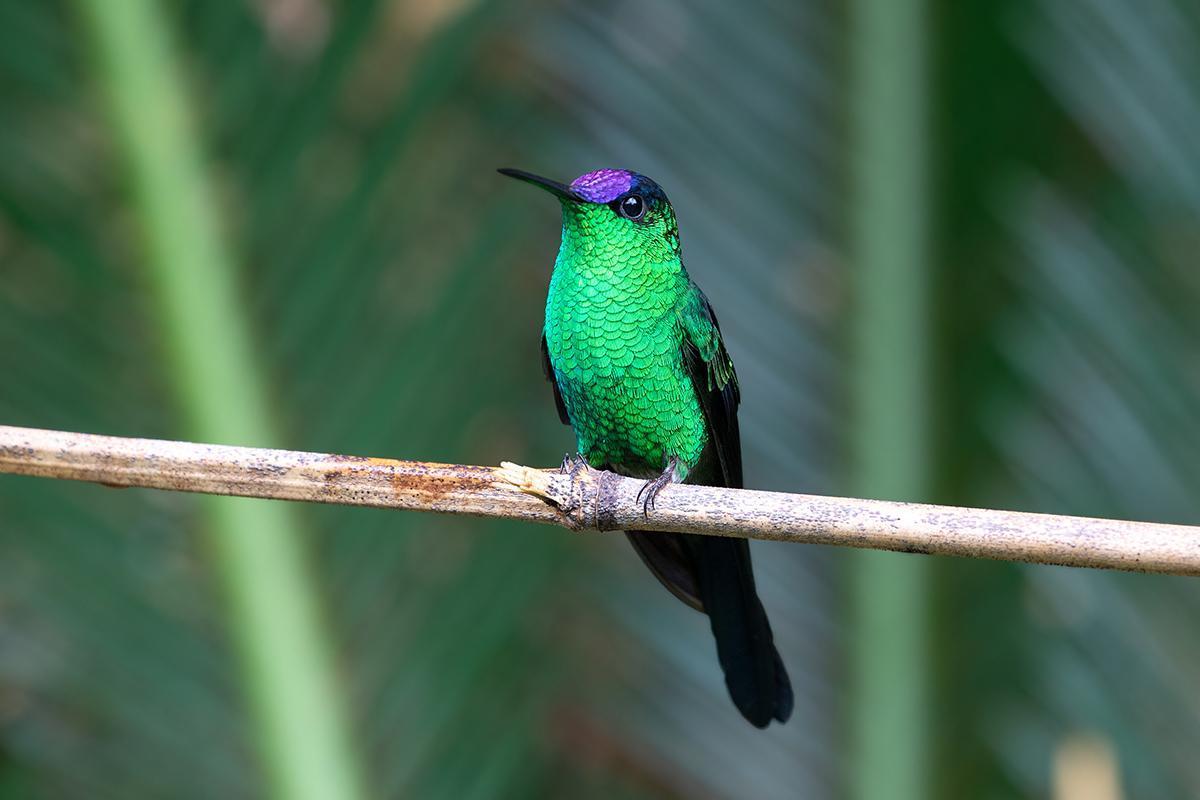 Violet-capped Woodnymph Photo by Alexandre Gualhanone