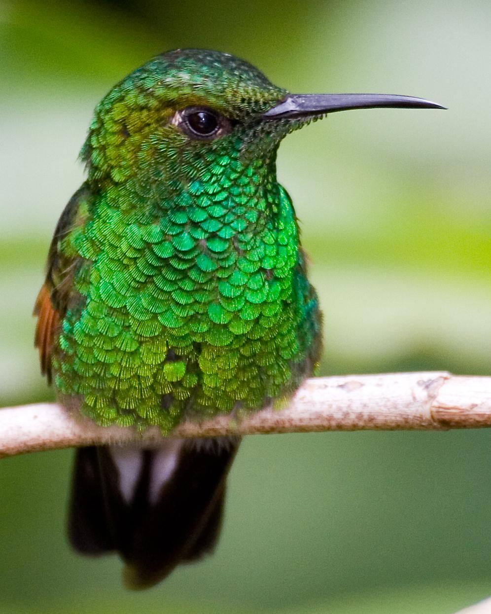 Stripe-tailed Hummingbird Photo by Matthew P. Alexander