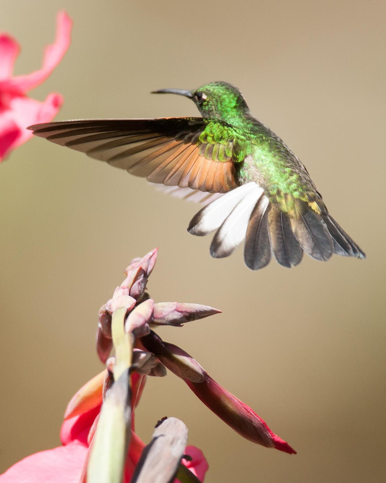 Stripe-tailed Hummingbird Photo by Robert Lewis