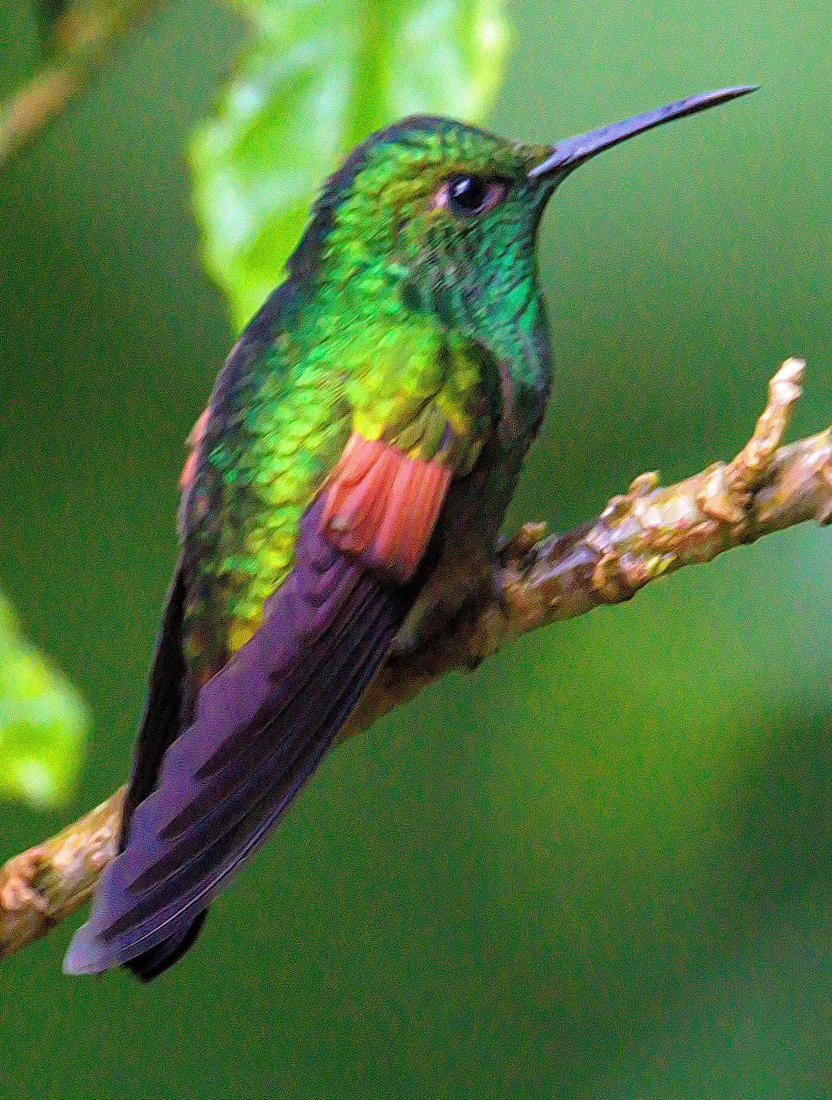 Stripe-tailed Hummingbird Photo by Dan Tallman