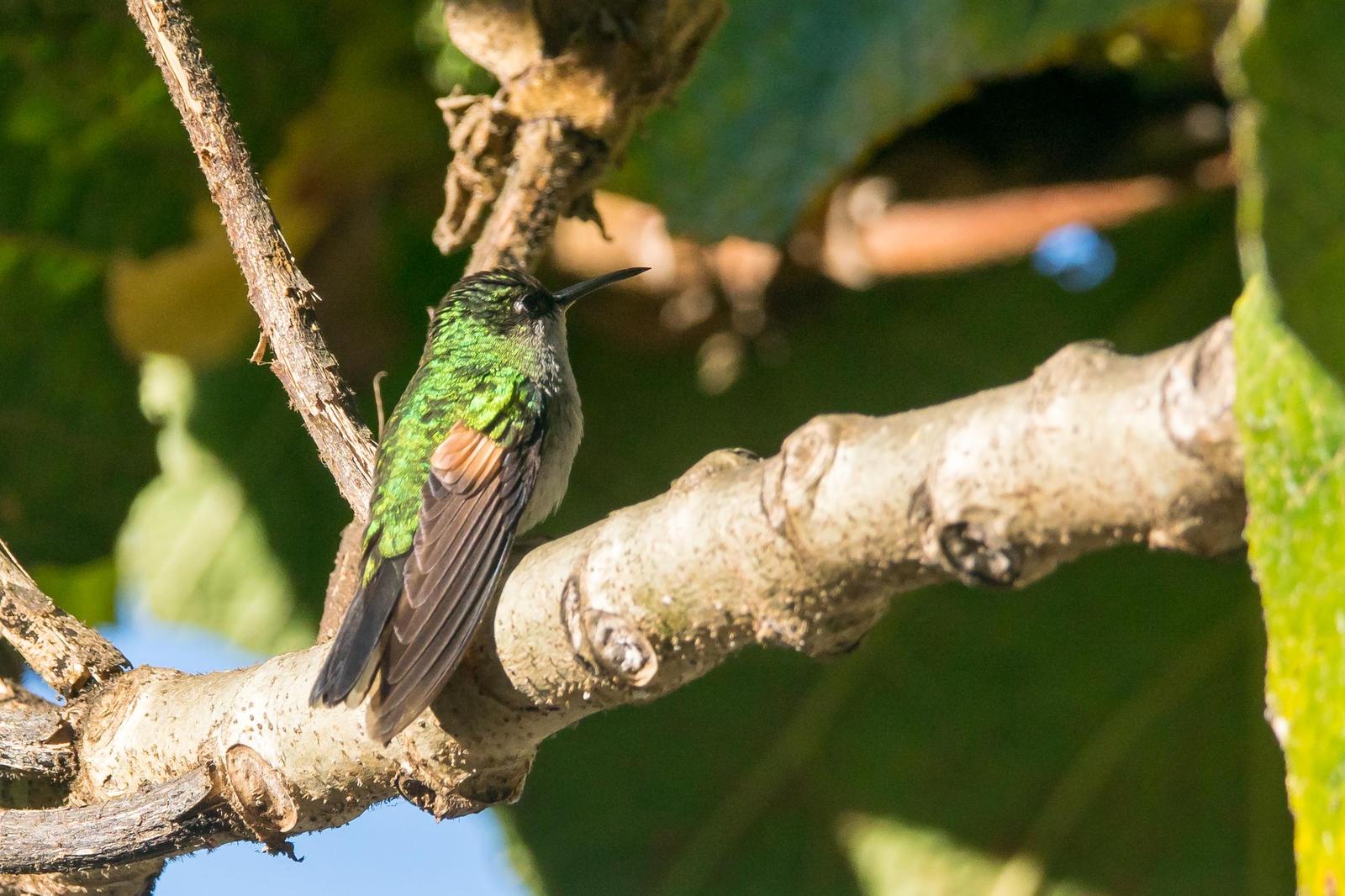 Stripe-tailed Hummingbird Photo by Gerald Hoekstra