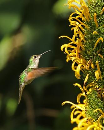 Blue-capped Hummingbird Photo by Rene Valdes