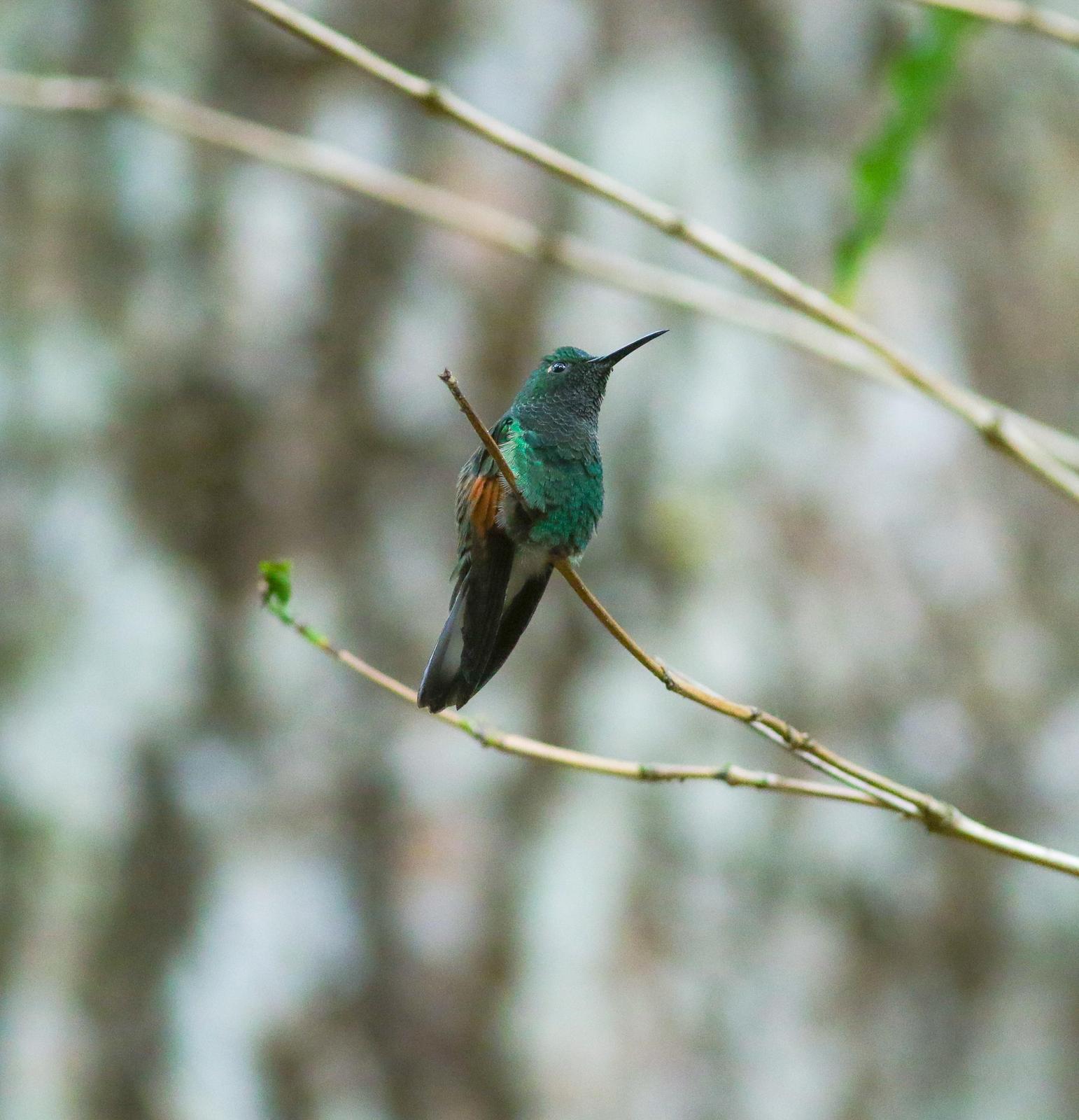 White-tailed Hummingbird Photo by Leonardo Garrigues