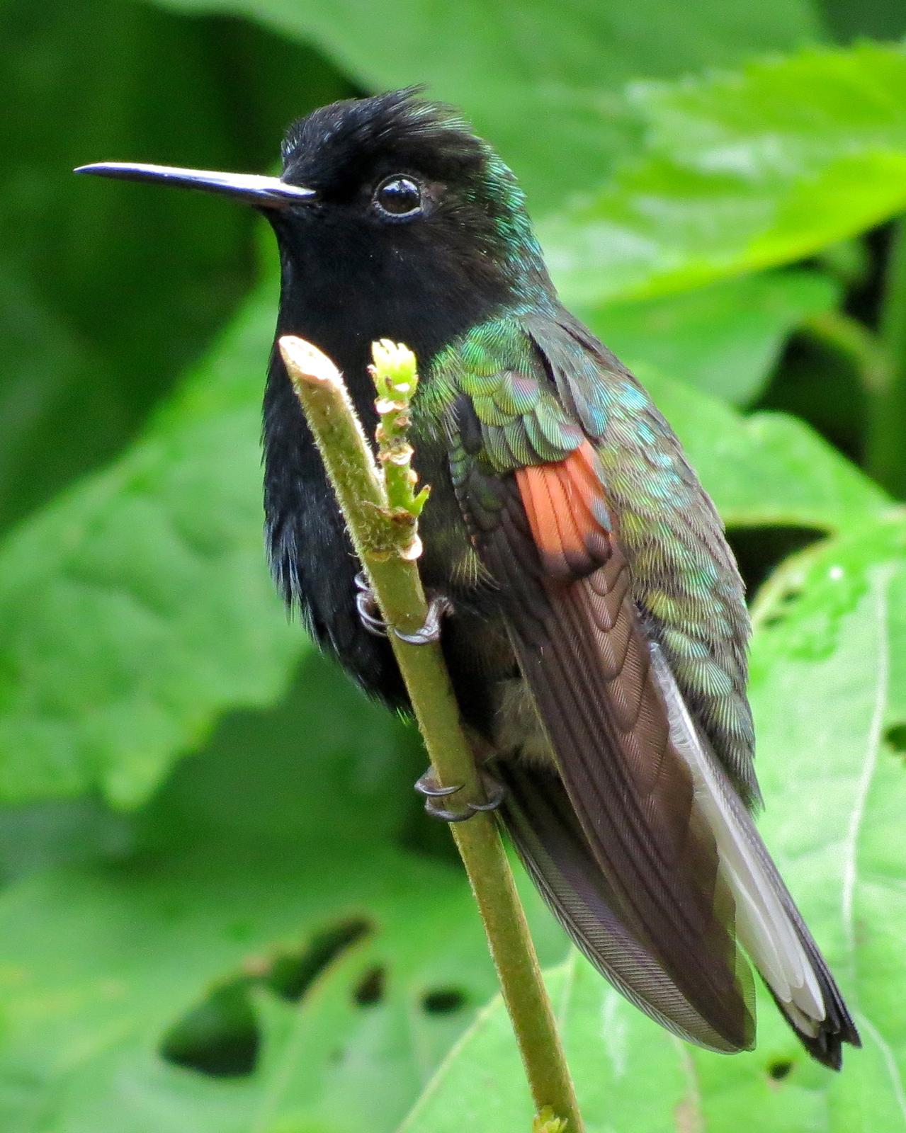 Black-bellied Hummingbird Photo by John van Dort