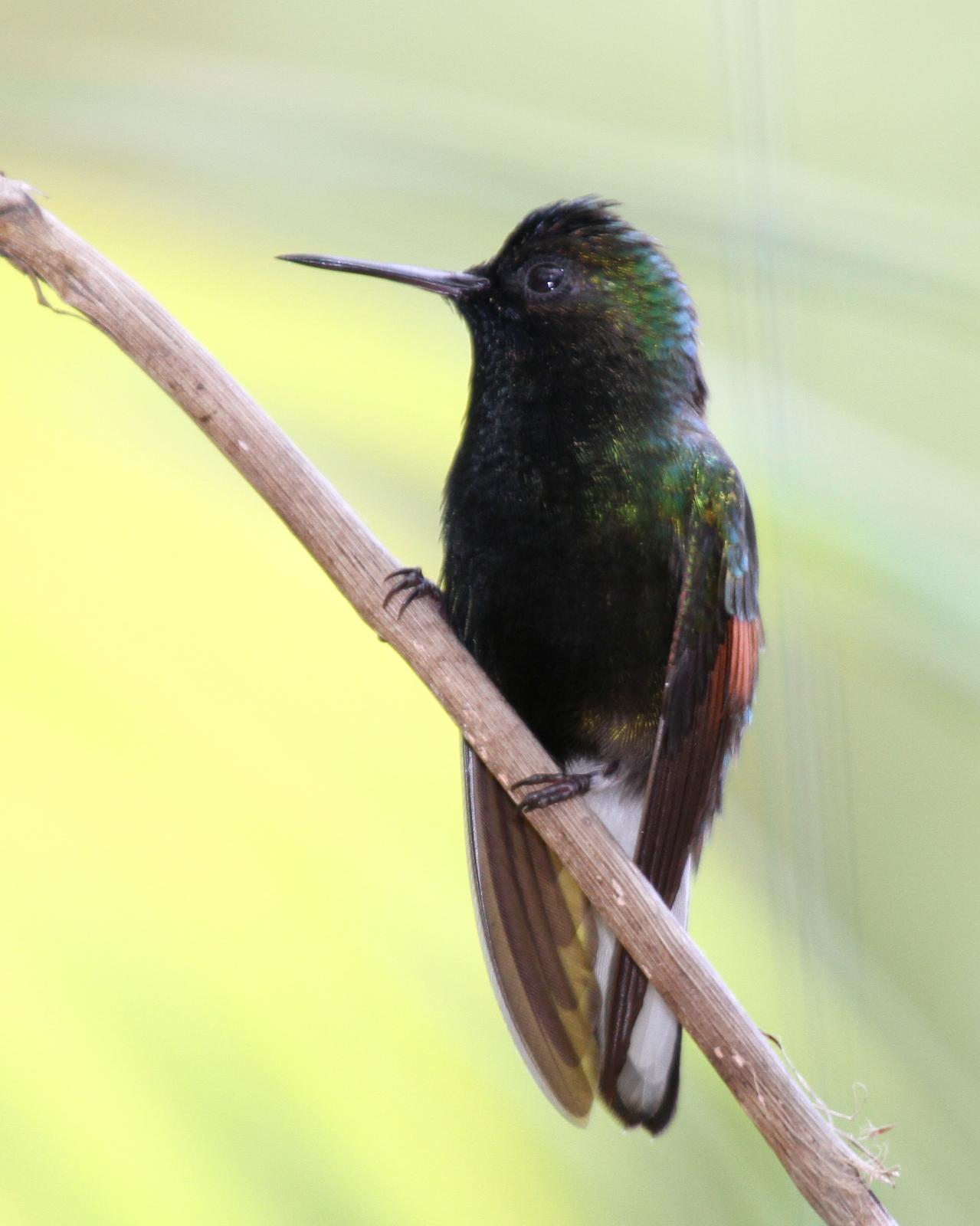 Black-bellied Hummingbird Photo by Matthew Grube
