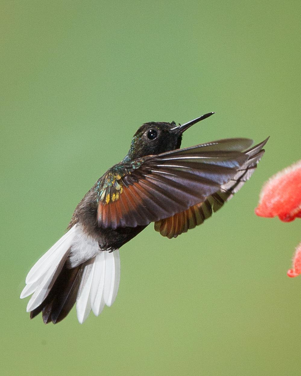 Black-bellied Hummingbird Photo by Robert Lewis