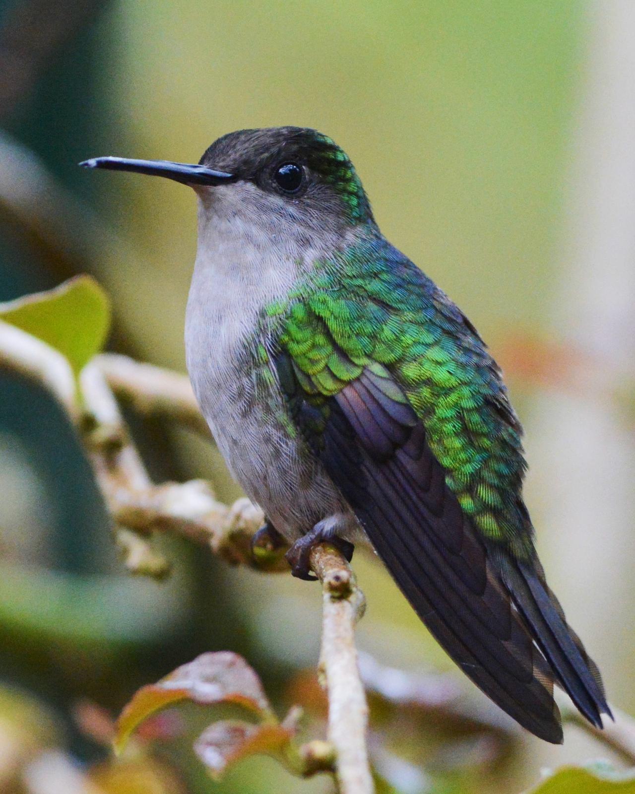 Black-bellied Hummingbird Photo by David Hollie