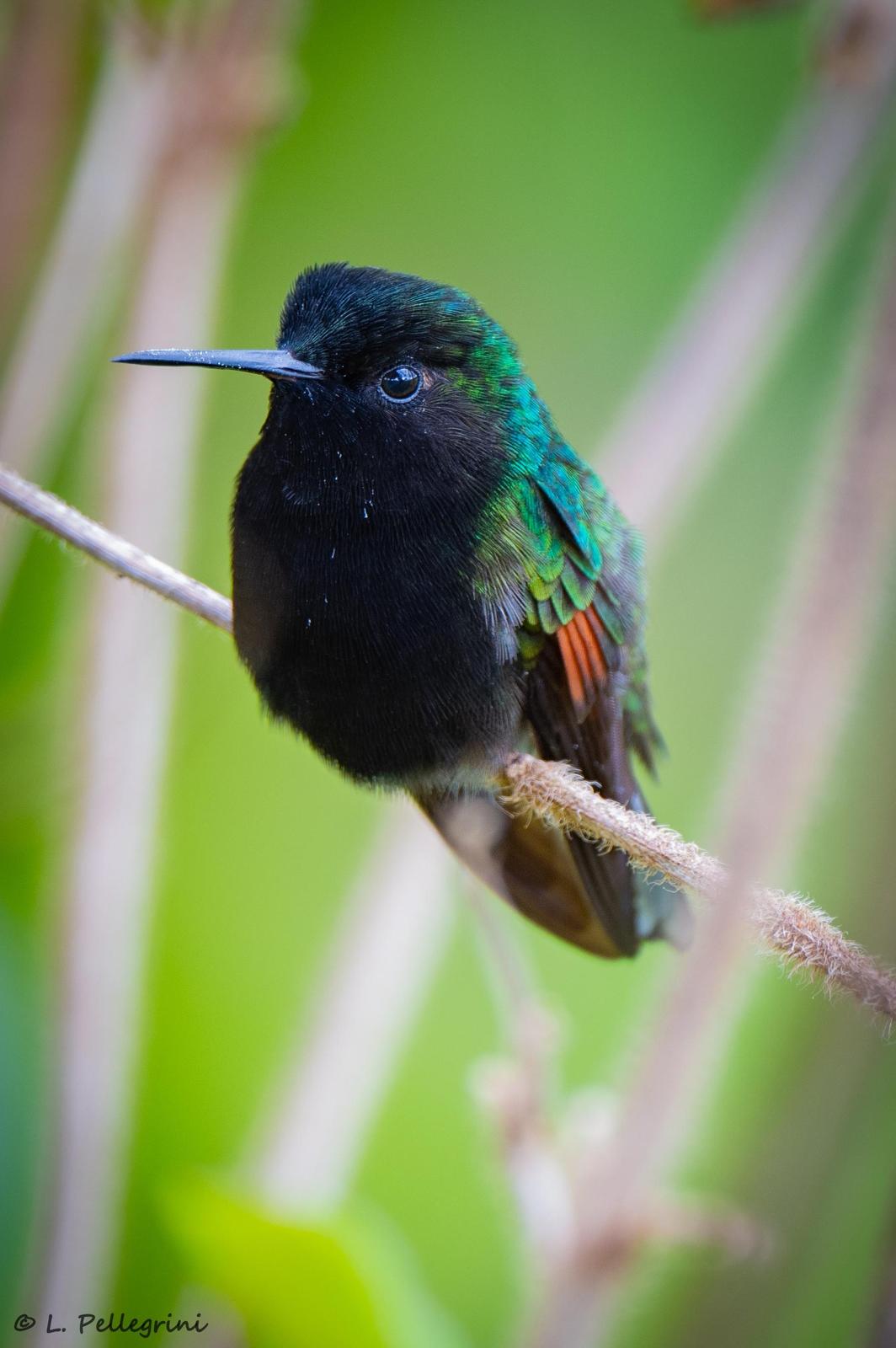 Black-bellied Hummingbird Photo by Laurence Pellegrini