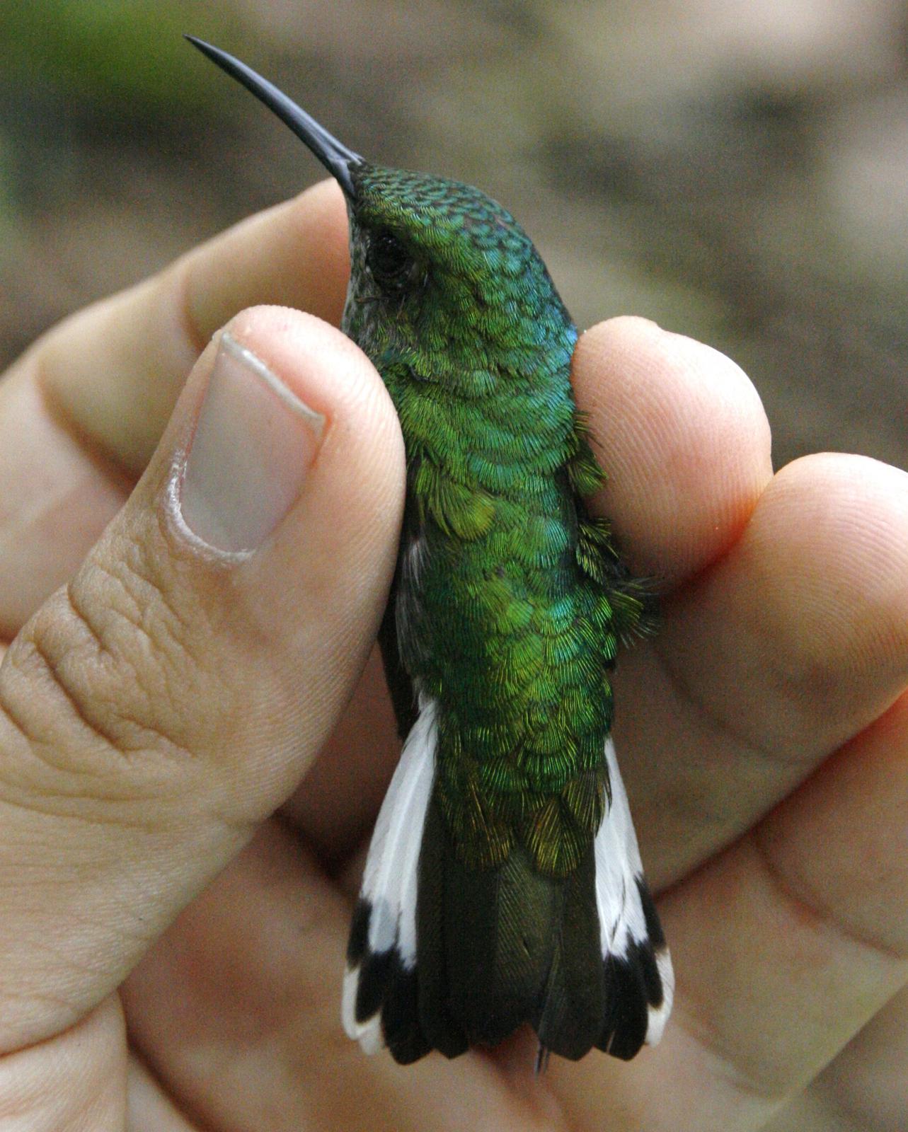 White-tailed Emerald Photo by Oscar Johnson
