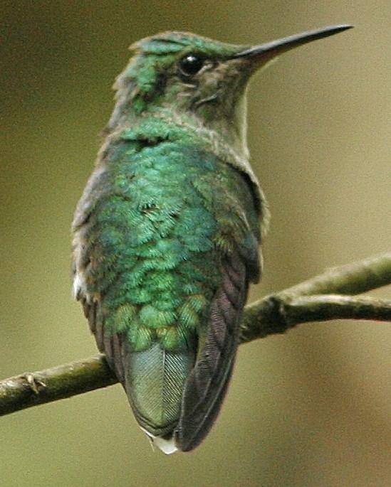 White-tailed Emerald Photo by Oscar Johnson