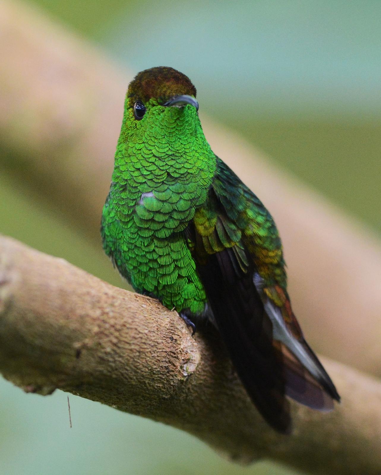 Coppery-headed Emerald Photo by David Hollie