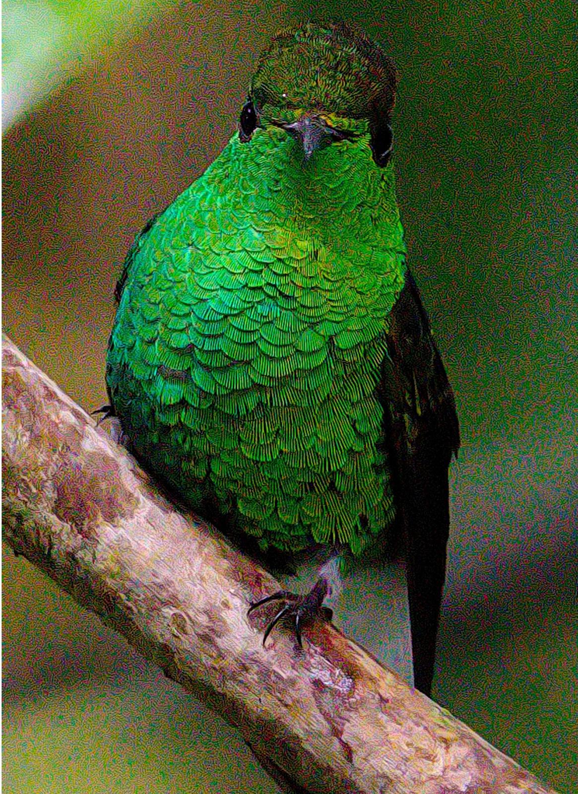 Coppery-headed Emerald Photo by Dan Tallman
