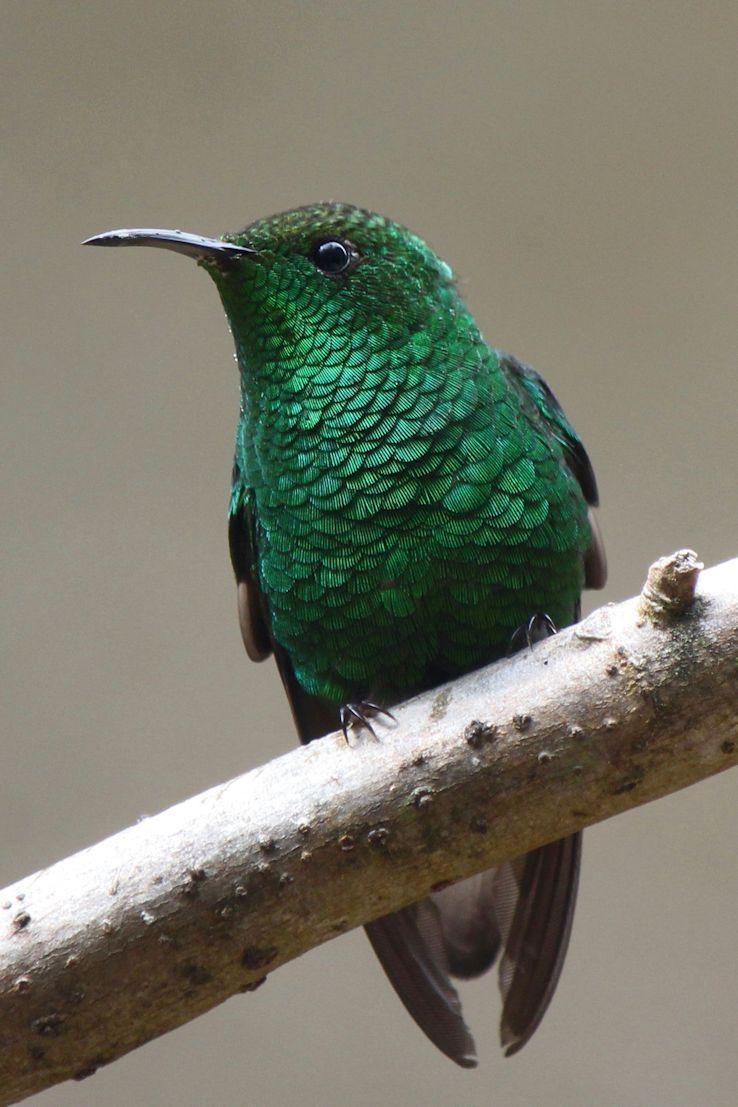 Coppery-headed Emerald Photo by Kenny Frisch