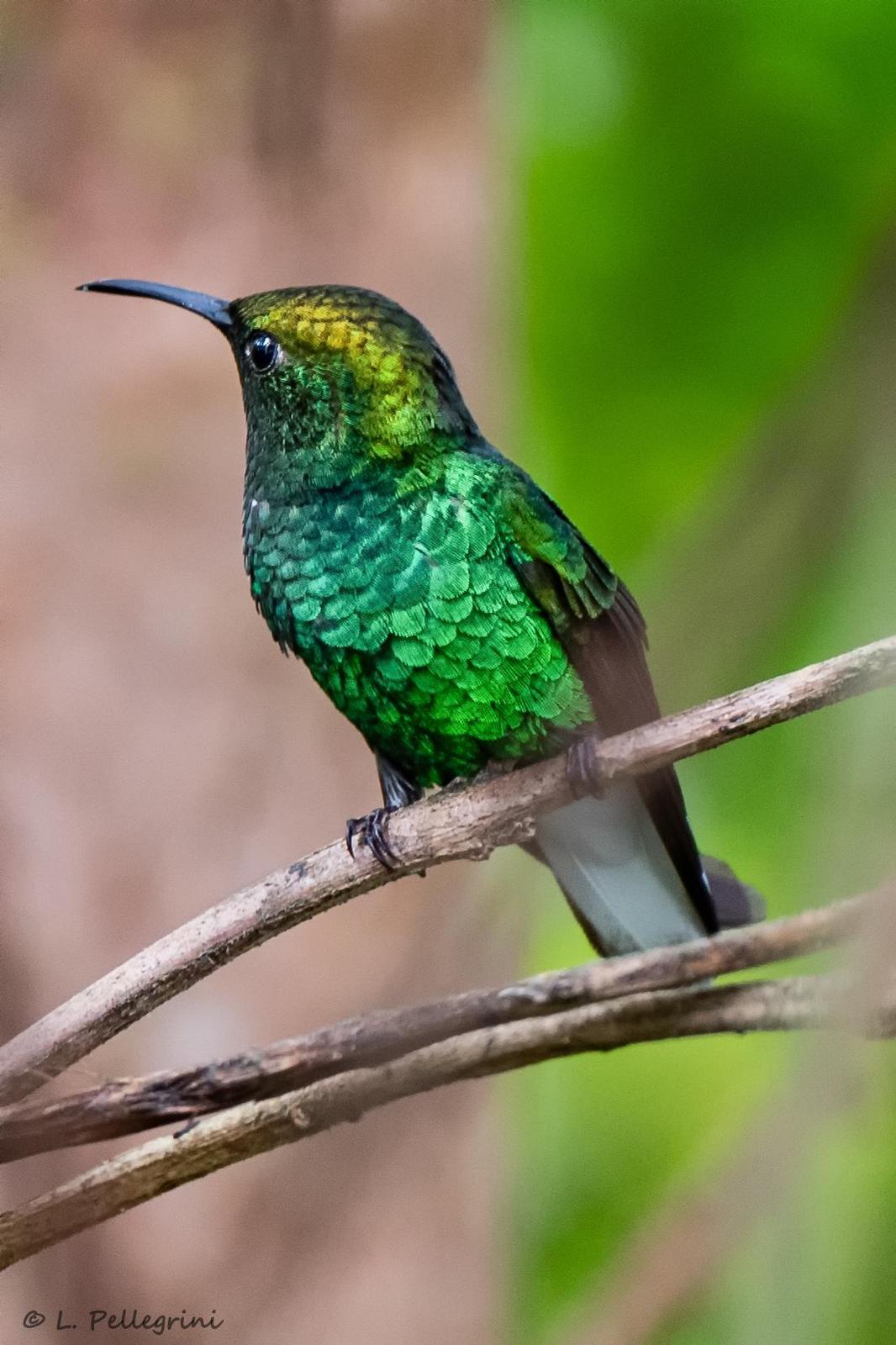 Coppery-headed Emerald Photo by Laurence Pellegrini