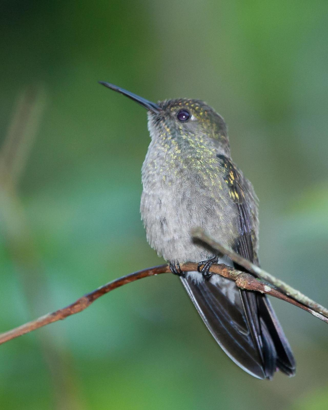 Sombre Hummingbird Photo by Robert Lewis