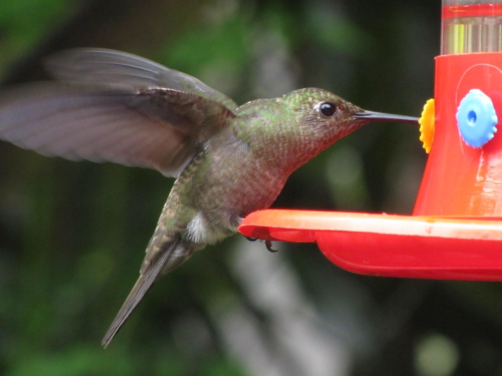 Sombre Hummingbird Photo by Jeff Harding