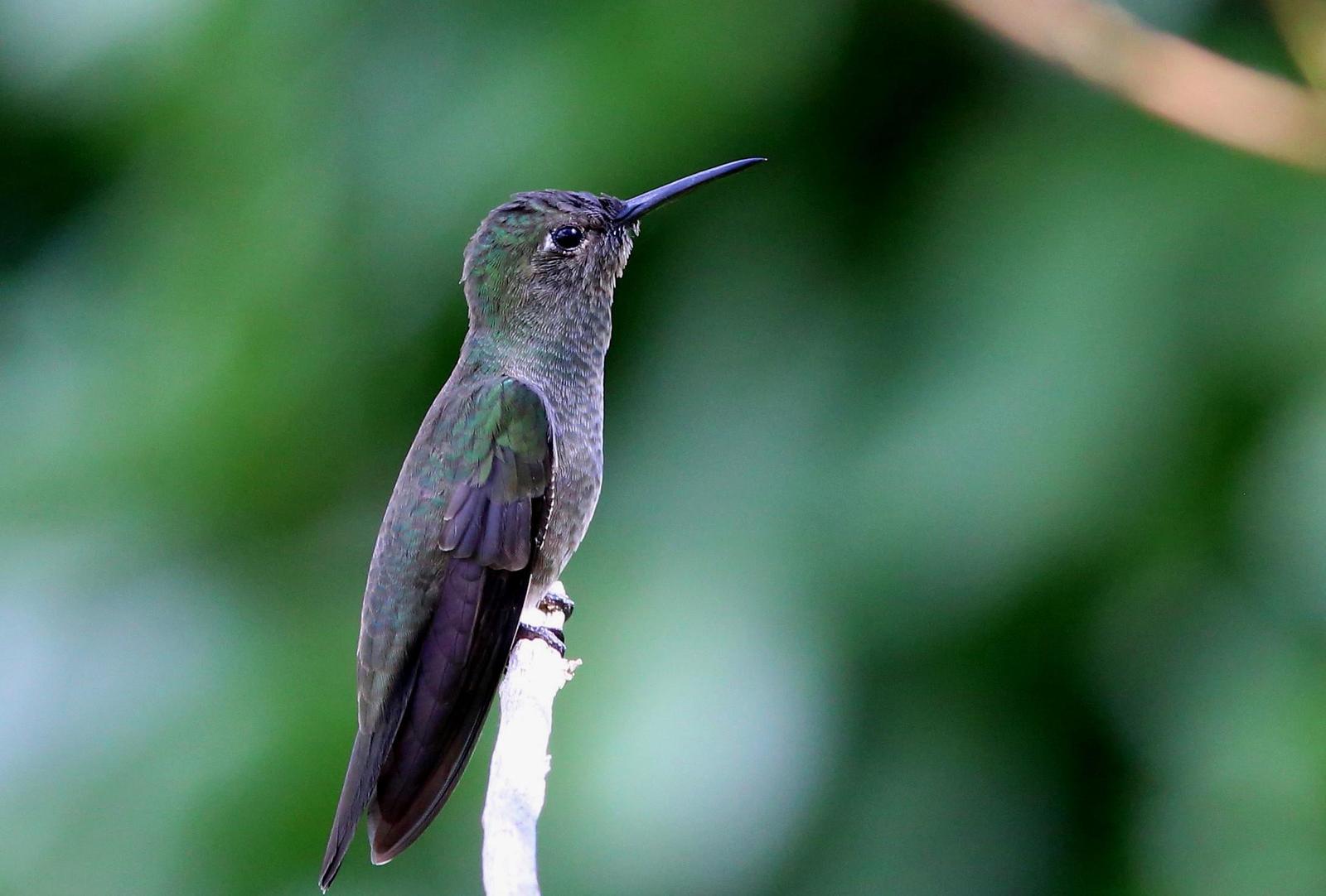 Sombre Hummingbird Photo by Rohan van Twest
