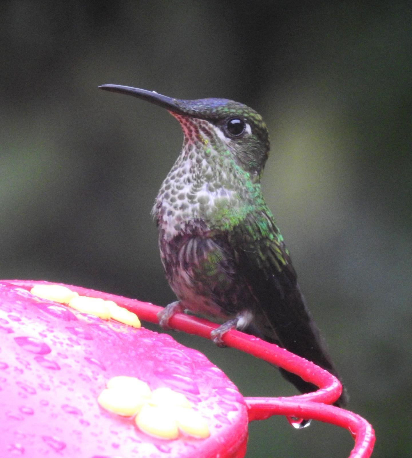 Many-spotted Hummingbird Photo by John Licharson